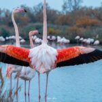 2022-12 - Parc ornithologique du Pont de Gau - Flamants roses - 11